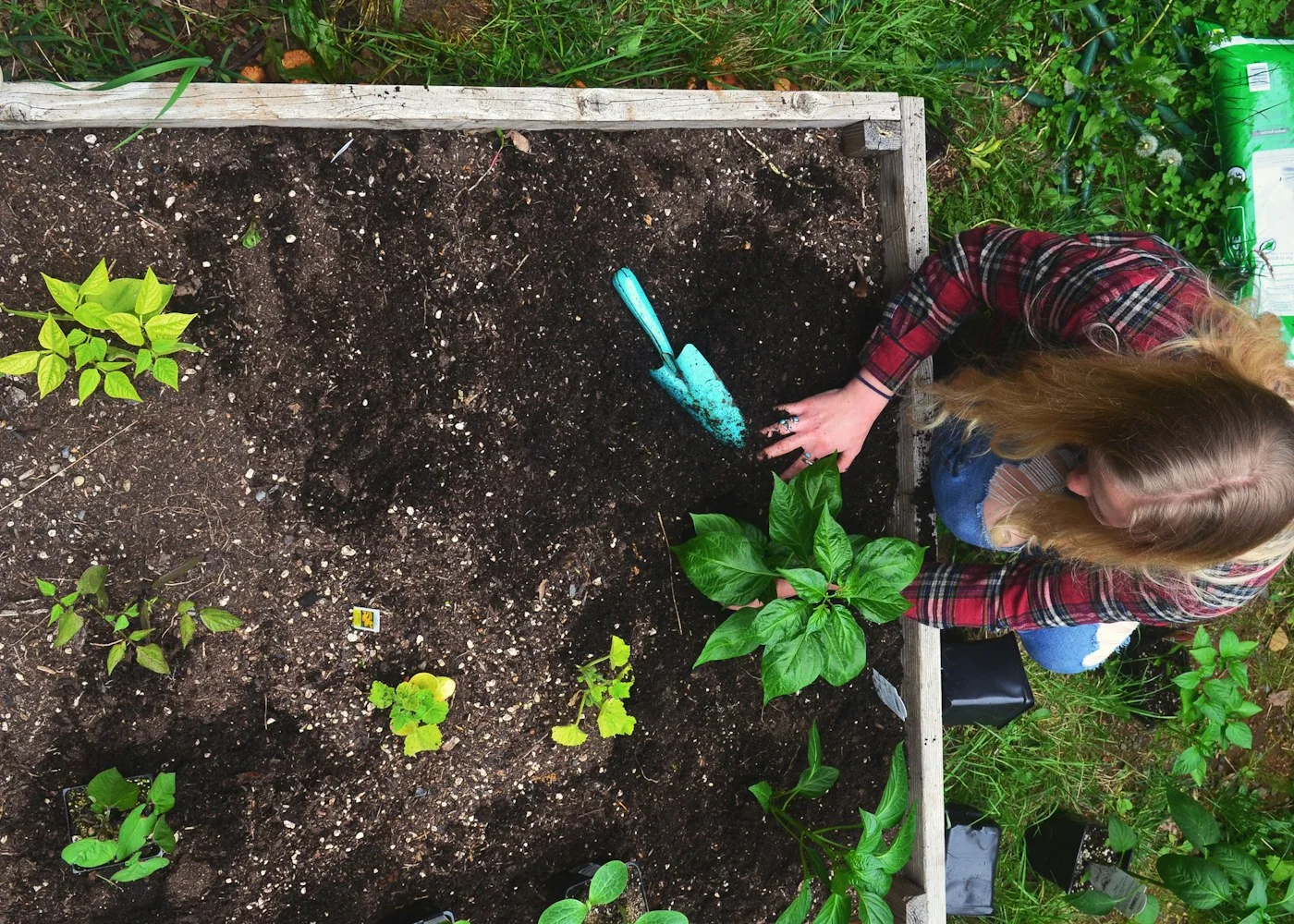 Une jardinière soigne des plants dans une plate-bande surélevée