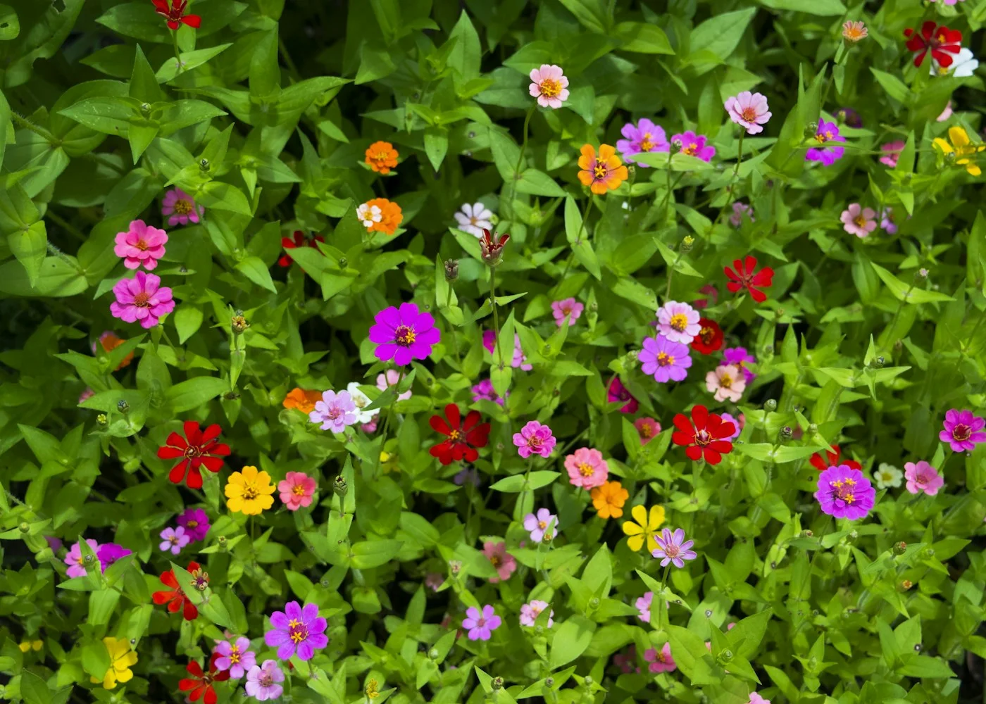 Massif de petites fleurs roses, jaunes et orangées dans la verdure