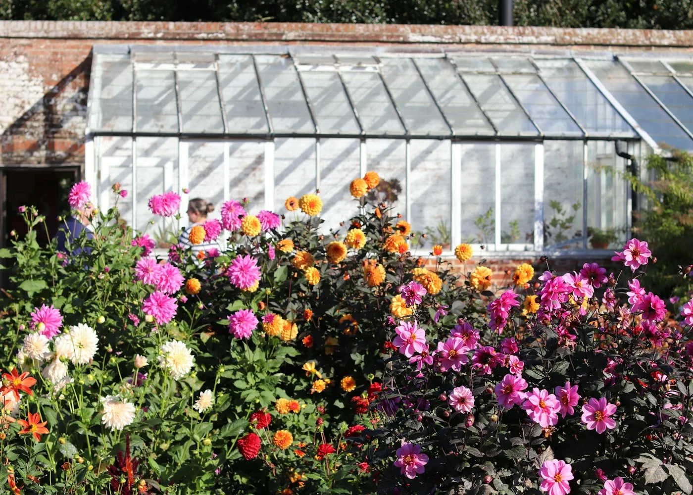 Fleurs multicolores au pied d’une serre de jardin, baignées de lumière