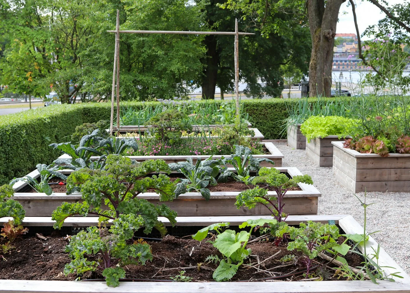Carrés potagers au jardin en saison de croissance